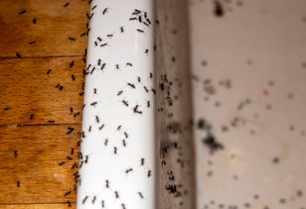 Best Pest Removal Services  in Tuscoosa, AL